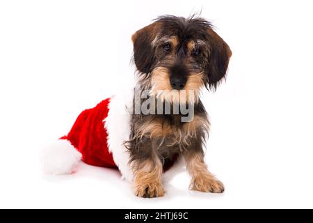Carino cucciolo dachshund con cappello santa Foto Stock