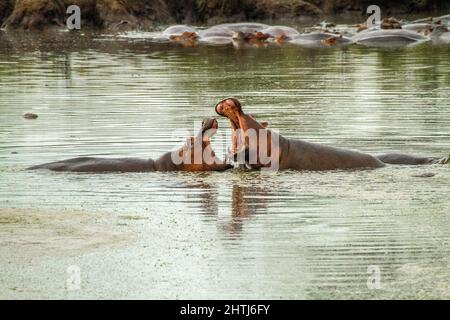 Ippopotami in un laghetto, due aggressivi maschi Ippopotami (ippopotamo anfibio) con ampie mandibole aperte, fotografate nel Parco Nazionale Serengeti, Tanzania Foto Stock