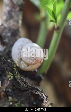 Shell di una lumaca su un albero Foto Stock