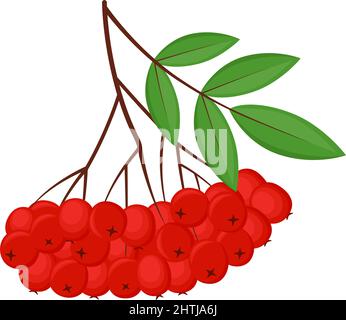 Rametto di Rowan con foglie verdi e bacche rosse, illustrazione vettoriale Illustrazione Vettoriale