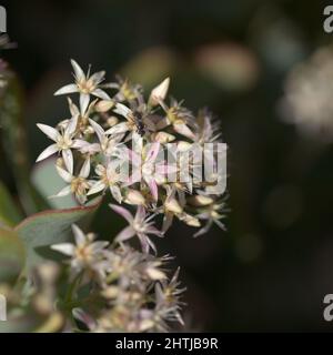 Crassula arborescens, anche nota come pianta di giada d'argento Foto Stock