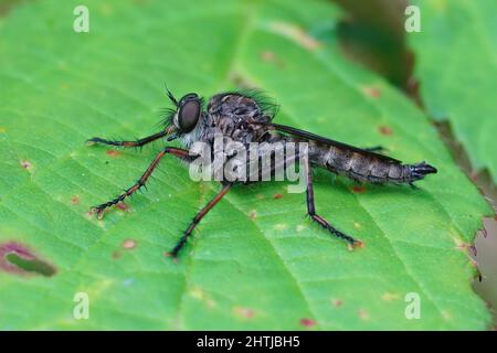 Primo piano della Robberfly maschio con coda di aquilone, Tolmerus atricapillus, su una foglia verde nella foresta Foto Stock