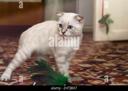 Un gattino dalle orecchie lop che gioca con gli occhi blu su uno sfondo sfocato. Messa a fuoco selettiva Foto Stock