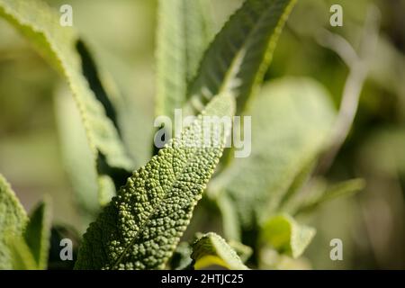Flora di Gran Canaria - Salvia canariensis, Isole Canarie salvia naturale macro sfondo floreale Foto Stock