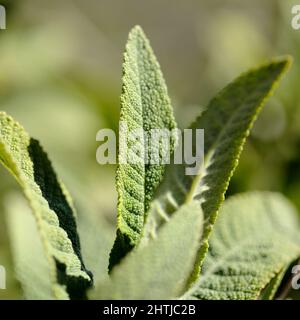 Flora di Gran Canaria - Salvia canariensis, Isole Canarie salvia naturale macro sfondo floreale Foto Stock