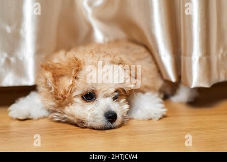 Il cucciolo di Maltipoo si trova sul pavimento. Primo piano, messa a fuoco selettiva Foto Stock