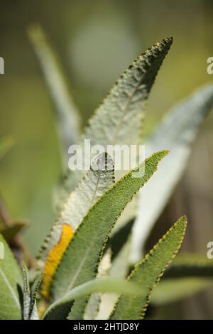 Flora di Gran Canaria - Salvia canariensis, Isole Canarie salvia naturale macro sfondo floreale Foto Stock
