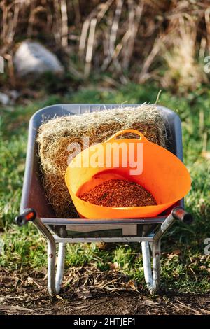 Carriola metallica con contenitore di fieno e arancio con cibo posto su terreno erboso in zona rurale con piante secche e luce solare brillante Foto Stock