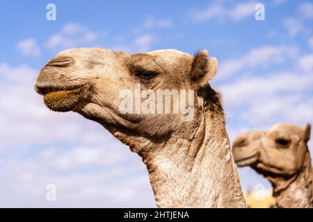 Da sotto carovana di cammelli con pelliccia marrone in briglia in piedi contro il cielo blu nella zona del deserto in Egitto nella giornata estiva soleggiata Foto Stock