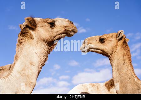 Da sotto carovana di cammelli con pelliccia marrone in briglia in piedi contro il cielo blu nella zona del deserto in Egitto nella giornata estiva soleggiata Foto Stock