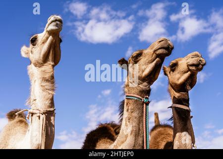Da sotto carovana di cammelli con pelliccia marrone in briglia in piedi contro il cielo blu nella zona del deserto in Egitto nella giornata estiva soleggiata Foto Stock