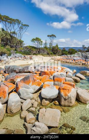 La crosta arancione del lichen Calapilla marina sulla roccia lungo la riva di Binalong Bay, Tasmania, Australia. Famiglia godendo la spiaggia. Foto Stock