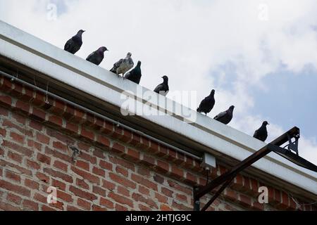 Mostra “Breath Ghosts Blind” Maurizio Cattelan, progetto sito-specifico, Fondazione Pirelli Hangar Bicocca, galleria d’arte contemporanea, Milano, Lom Foto Stock