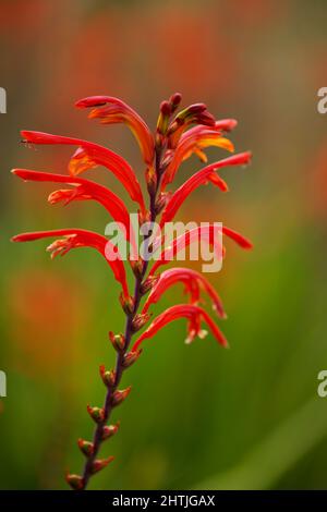 Flora di Gran Canaria - Chasmanthe aethiopica, Cobra Lily, specie introdotte e invasive, sfondo naturale macro floreale Foto Stock