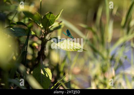 Dragonfly in ambiente naturale Foto Stock