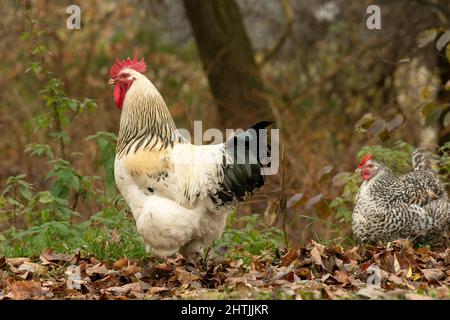 Rooster e HEN-08 Foto Stock