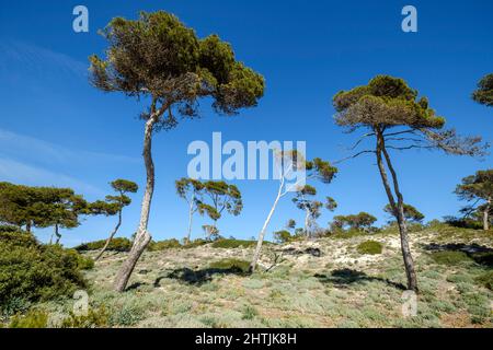 Pini sedimentazione della sabbia, spiaggia di es Carbo, Ses Salines, Mallorca, Isole Baleari, Spagna Foto Stock