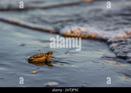 Provincia di Cavite. 1st Mar 2022. Una tartaruga di mare ridley di oliva che cova striscia in acqua durante l'alba al Sea Turtle Hatchery Facility nella provincia di Cavite, nelle Filippine il 1 marzo 2022. Turtle conservazione sostenitori costituito da volontari villaggio rilasciare 4.000 a 5.000 tartarughe ogni anno nelle coste della città di NAIC, che serve come il sito di nidificazione di tartarughe marine femmina di oliva ridley. Credit: Rouelle Umali/Xinhua/Alamy Live News Foto Stock