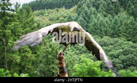 Griffon Vulture sul guanto di falconer pronto a volare da vicino. Colossale uccello grande. L'alimentatore di asso è molto impressionante Foto Stock