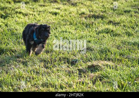 cucciolo di goldendoodle nel colore nero e marrone chiaro. Ibrido cane dalle croci tra Golden Retriever e scarabeo. Intimo cane di famiglia che è molto attac Foto Stock