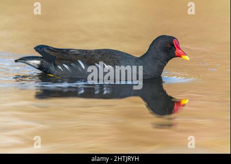 Moorhen o Marsh Hen, Gallinula cloropus sull'acqua Foto Stock