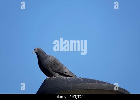 Pigeon si riposa sulla luce della strada con sfondo blu cielo Foto Stock