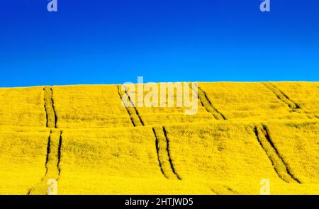 Bandiera Ucraina. Cielo blu e campo giallo Foto Stock