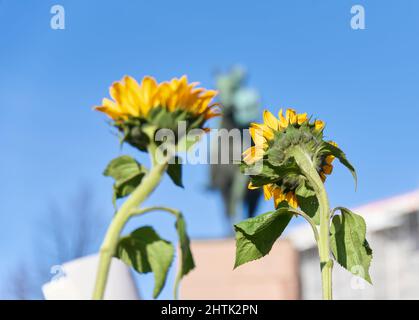 Helsinki, Finlandia - 26 febbraio 2022: Due simboli della guerra in Ucraina, girasoli gialli, in un raduno contro l’aggressione militare russa nel Regno Unito Foto Stock