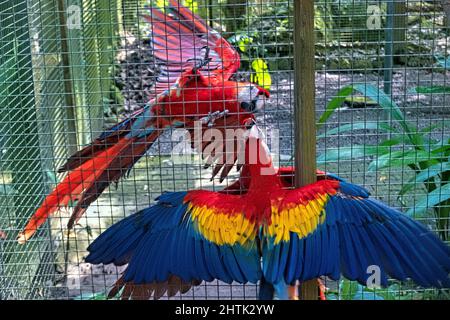 Coppia di sciarpe macaws (Ara macao) primo piano, Copan, Honduras Foto Stock