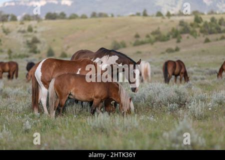 Ranch mandria di cavalli sulla gamma in Montana Foto Stock