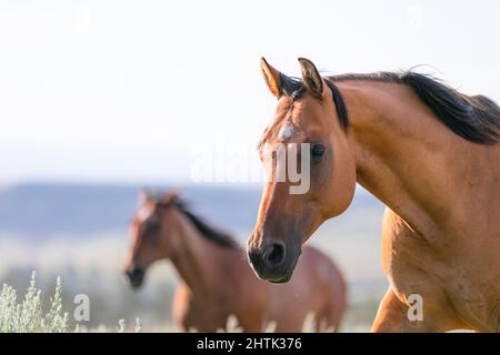 Ranch mandria di cavalli sulla gamma in Montana Foto Stock