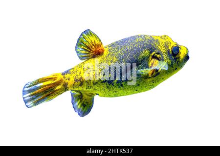 Puffer Blackspotted o cane-faccia puffer pesce isolato su sfondo bianco. Arothron nigropunctatus della famiglia Tetraodontidae. Vive nell'Oceano Indiano e. Foto Stock