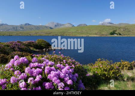 Lough Fee con Rhodendrons e i dodici Bens in Distance, Connemara National Park, County Galway, Irlanda Foto Stock