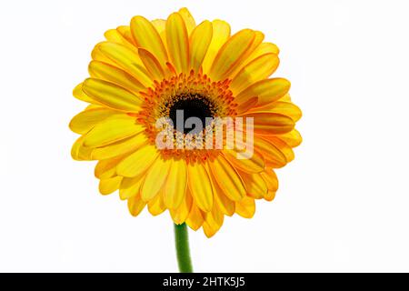 Bel fiore arancione Gerbera fotografato su uno sfondo bianco semplice Foto Stock
