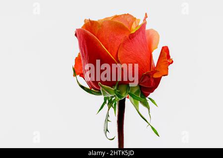 Splendido germoglio di rosa rosso-arancio che si è appena fatto esplodere in fiore Foto Stock