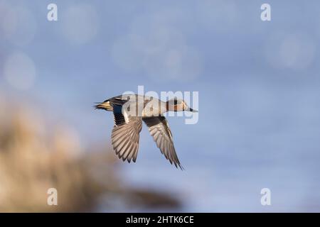 Comune Teal (Anas crecca) adulto maschio volare, Suffolk, Inghilterra, febbraio Foto Stock