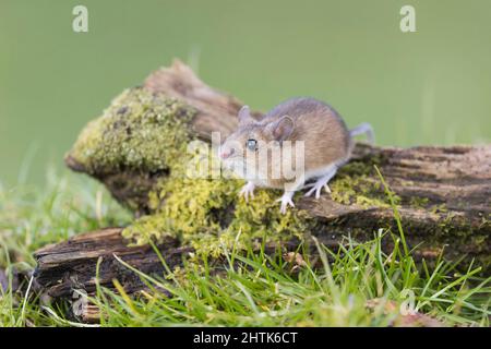 Topo in legno Apodemus sylvaticus, noto anche come mouse da campo, adulto in piedi sul ceppo, Suffolk, Inghilterra, febbraio Foto Stock