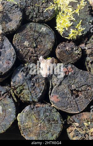 Topo di legno Apodemus sylvaticus, noto anche come mouse di campo, adulto che emerge da palo di tronchi, Suffolk, Inghilterra, febbraio Foto Stock