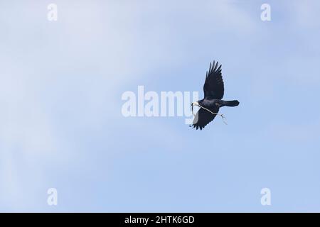 Rook (Corvus frugilegus) adulto che vola con materiale nido in becco, Suffolk, Inghilterra, febbraio Foto Stock