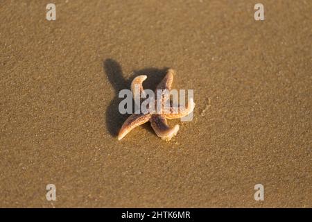 Stelle marine comuni Asterias rubens, adulto sulla spiaggia, Suffolk, Inghilterra, dicembre Foto Stock