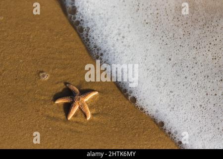 Stelle marine comuni Asterias rubens, adulto sulla spiaggia, Suffolk, Inghilterra, dicembre Foto Stock