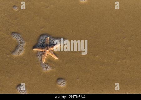 Stelle marine comuni Asterias rubens, adulto sulla spiaggia, Suffolk, Inghilterra, dicembre Foto Stock