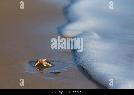 Stelle marine comuni Asterias rubens, adulto in pietra sulla spiaggia, Suffolk, Inghilterra, dicembre Foto Stock