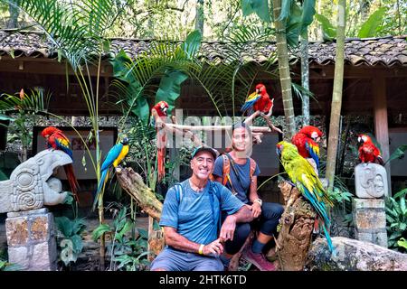 Circondato da macaws a Macaw Mountain, Copan Ruinas, Honduras Foto Stock