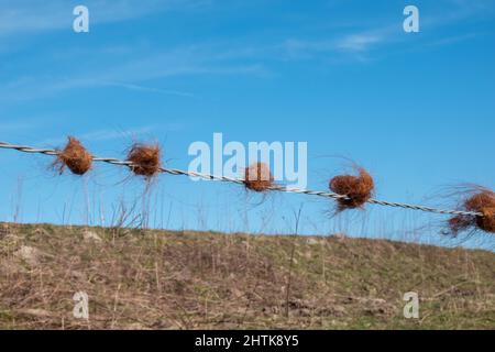 capelli da higlander scozzese in fench Foto Stock