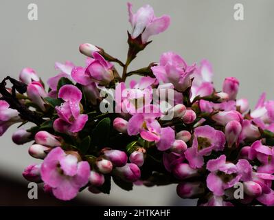 La fioritura di mele di Escallonia cresce in un giardino di campagna. Foto Stock