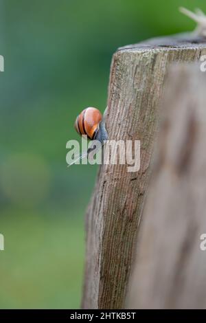 Scatto verticale di una piccola lumaca sullo sfondo sfocato Foto Stock