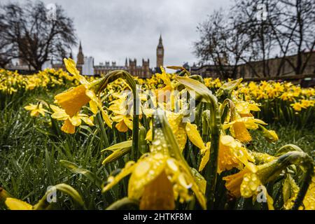 Mattina rugiada su daffodils fiorente vicino alle case del parlamento a Westminster, Londra. Foto Stock