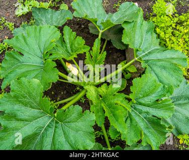 Primo piano della pianta di Zucchini con fiori e frutti (Pepo di Cucurbita) Foto Stock