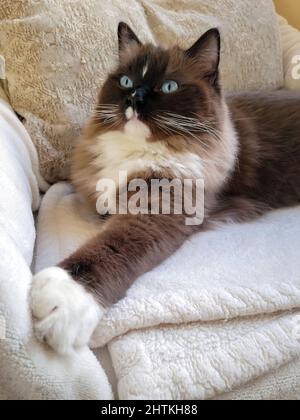 Primo piano di un gatto ragdoll adagiato su una coperta d'avorio Foto Stock